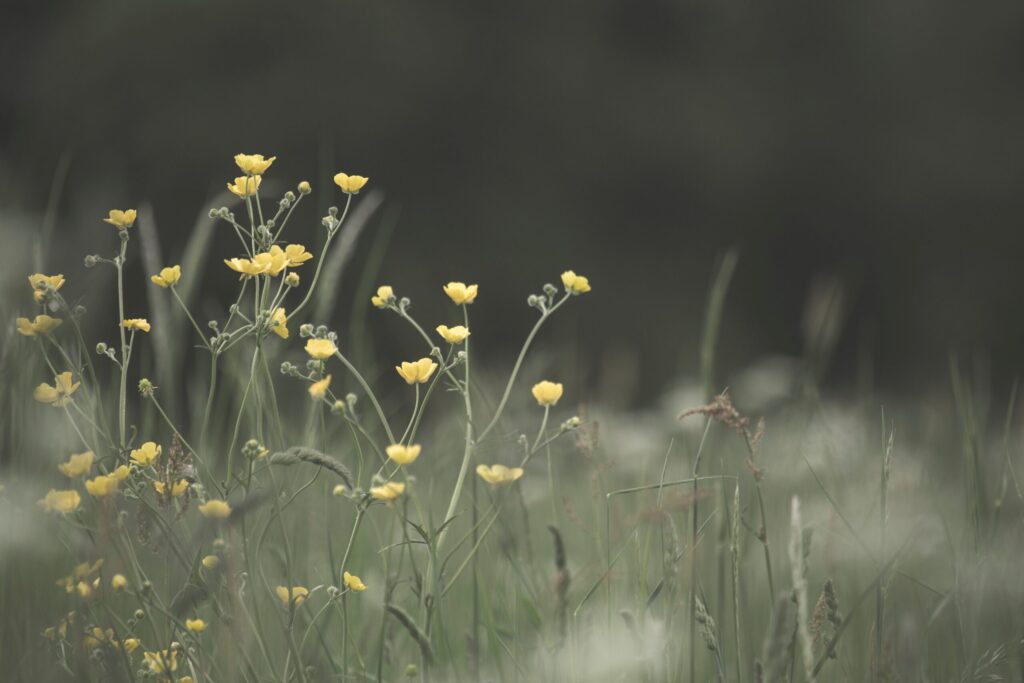 diana-parkhouse-lj69QCszD1g-unsplash-scaled