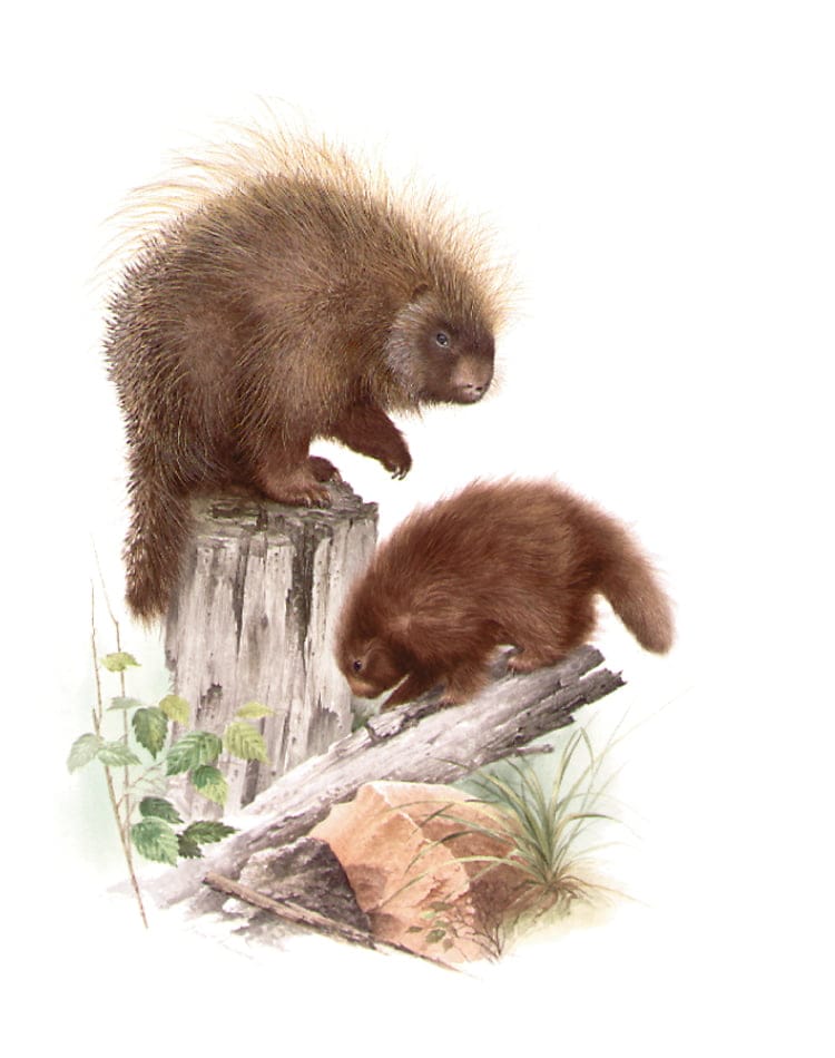 57 River Otter