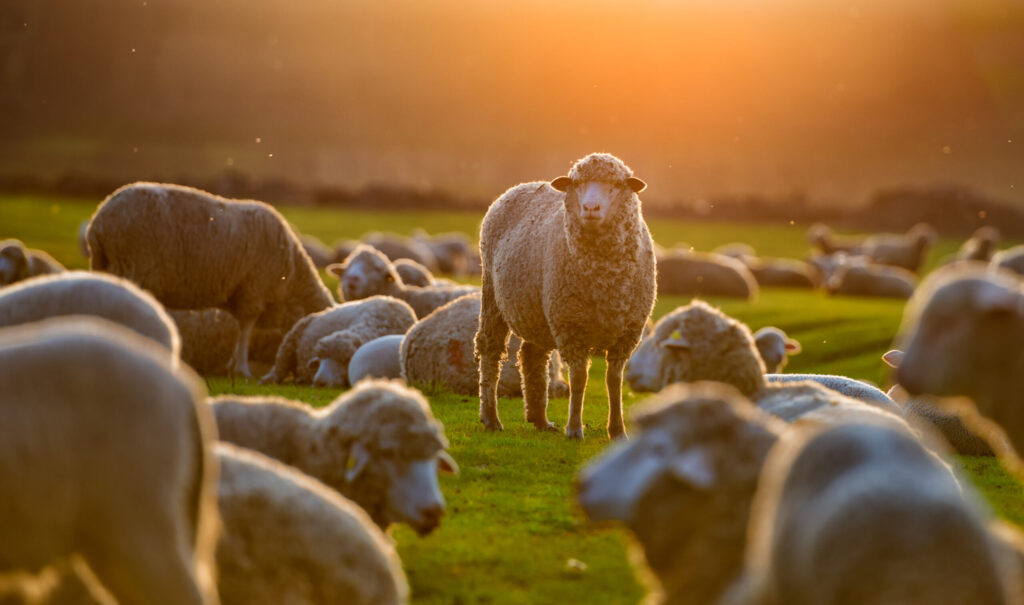 Flock,Of,Sheep,At,Sunset